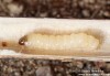 tesařík úzkoštítý (Brouci), Agapanthia villosoviridescens, Cerambycidae, Agapanthiini (Coleoptera)